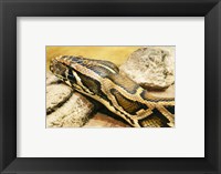 Framed Burmese Python Head