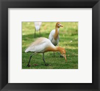 Framed Cattle Egret Bubulcus Ibis