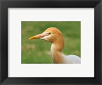 Framed Cattle Egret Bubulcus Ibis