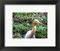 Framed Cattle Egret in Summer