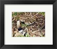 Framed Crotalus Atrox