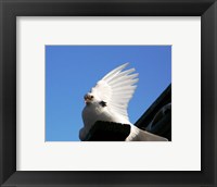 Framed Dove