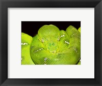 Framed Emerald Tree Boa