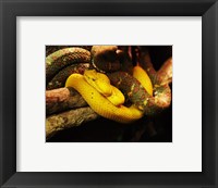 Framed Eyelash Pit Viper