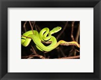 Framed Eyelash Viper