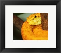 Framed Eyelash Viper