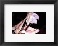 Framed Gabon Viper Fangs