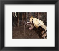 Framed Gaboon Viper Rhinoceroceros