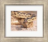 Framed Gohper Snake