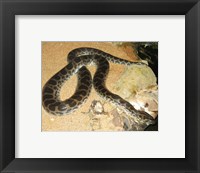 Framed Green Anaconda