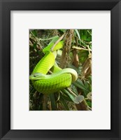 Framed Green Mamba