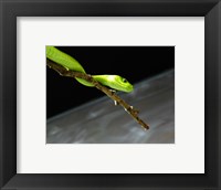 Framed Green Mamba On Branch