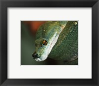 Framed Green Tree Python