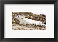 Framed Harbor Seal Pup