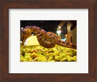 Framed Hippocampus Abdominalis Aquarium Finisterrae