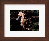 Framed Hippocampus Histrix (Beige Thorny Seahose)