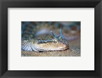 Framed Horned Viper