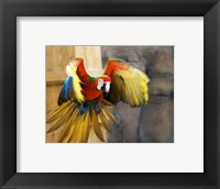 Framed Hybrid Macaw Flying Flamingo Land