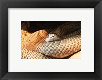 Framed Indian Cobra Coiled Up