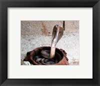 Framed Indian Cobra