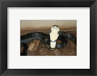 Framed King Cobra