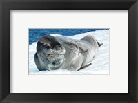 Framed Leopard Seals In Antarctica
