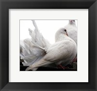 Framed Little White Dove, Colchester Zoo