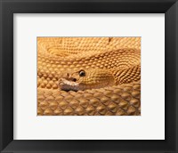 Framed Mexican West Coast Rattlesnake