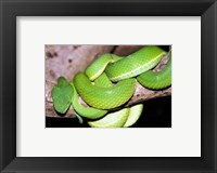 Framed Palm Pit Viper