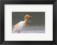 Framed Red-Flush Cattle Egret