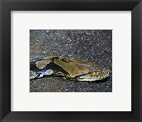 Framed Reticulated Python Head