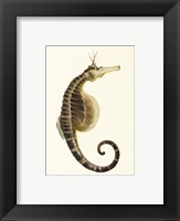 Framed Sketchbook of Fishes, Pot Bellied Seahorse