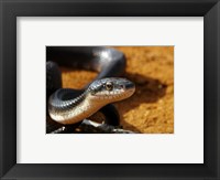 Framed Sunlit Snake