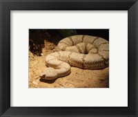 Framed Viper photograph