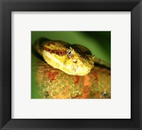 Framed Yellow Eyelash Viper up close