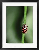 Framed Ladybug