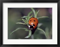 Framed Close-up of a ladybug on leaves