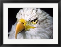 Framed Close-up of a Bald eagle (Haliaeetus leucocephalus)