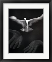 Framed Close-up of a person releasing a White Dove