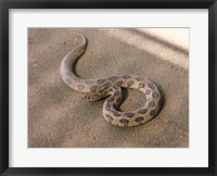 Framed Russels Viper