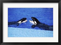 Framed Killer Whales Sea World San Diego California USA