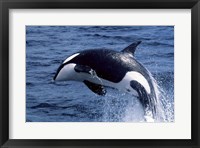 Framed Killer Whale Orcinus Orca Atlantic Ocean