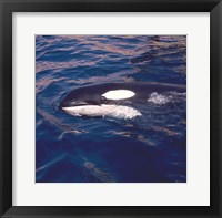 Framed Killer Whale Swimming