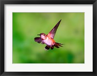 Framed Close-up of a Rufous hummingbird flying