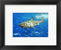 Framed White Shark