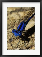 Framed Springwater Dragonfly