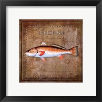 Ocean Fish IX Framed Print