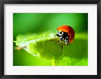 Framed Anderson Mancini Ladybug