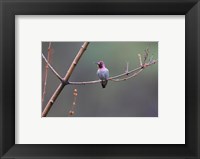 Framed Anna's Hummingbird