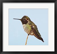 Framed Anna's Hummingbird